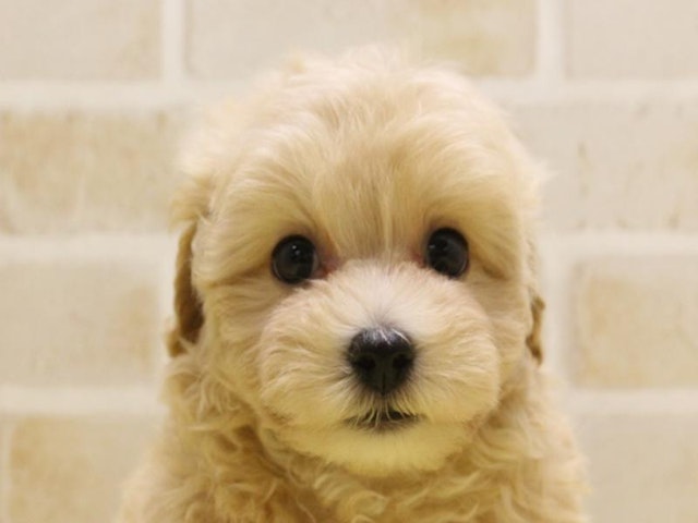 静岡県のハーフ犬 (ペッツワン伊東店/2024年3月25日生まれ/男の子/アプリコット)の子犬